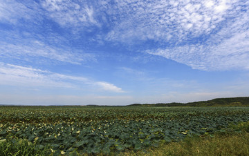 龍感湖的夏天