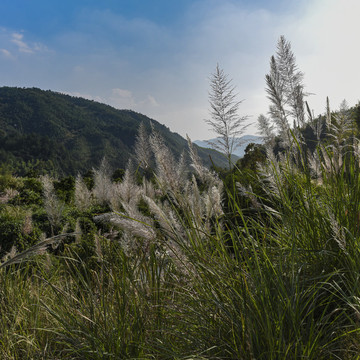 山中斑茅