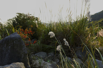 山中野生植物