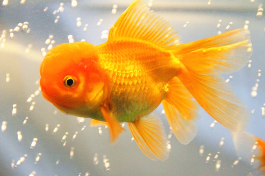 鶴頂紅金魚