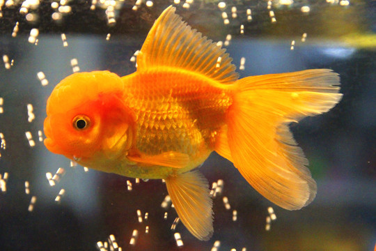 鶴頂紅金魚