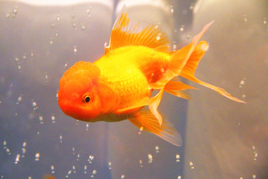 錦鯉魚