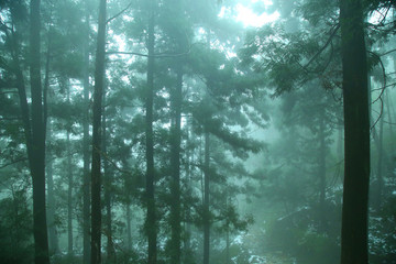 云霧廬山森林