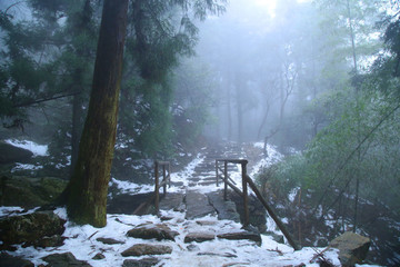 云霧廬山森林