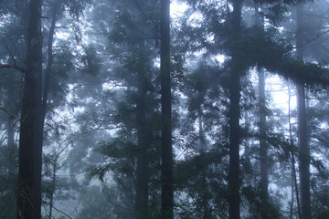 云霧廬山森林