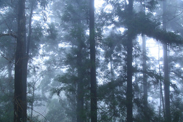 云霧廬山森林