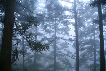 森林云霧廬山