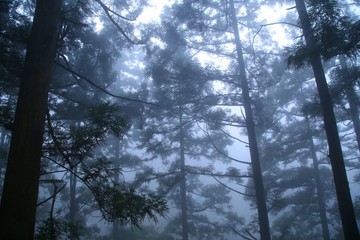 森林云霧廬山