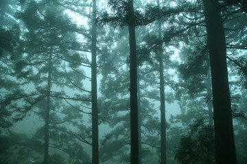 云霧廬山森林