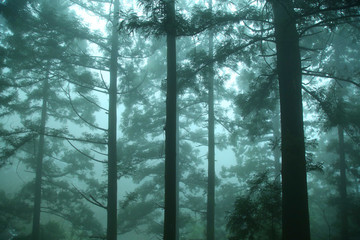 云雾庐山森林