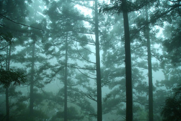云霧廬山森林