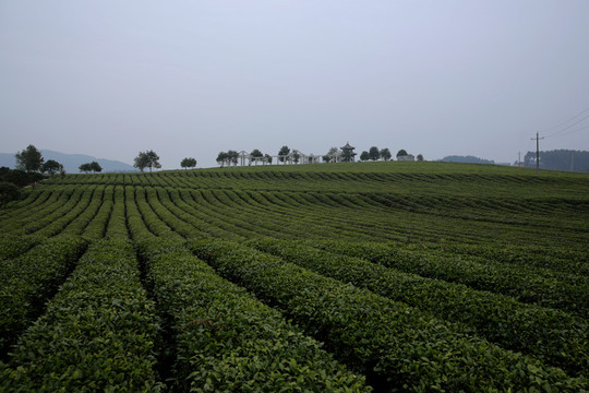 茶園