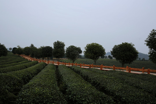 茶園