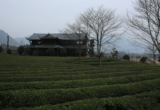 茶園