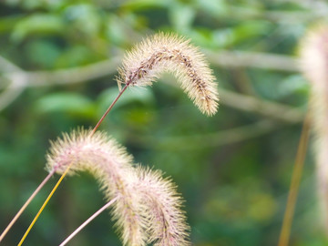 狗尾草