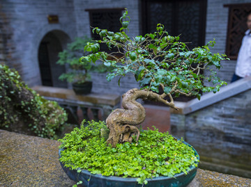 盆栽