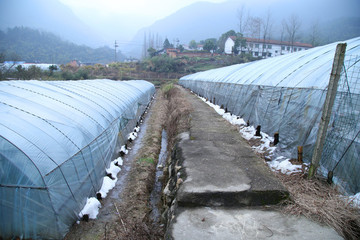 草莓種植基地