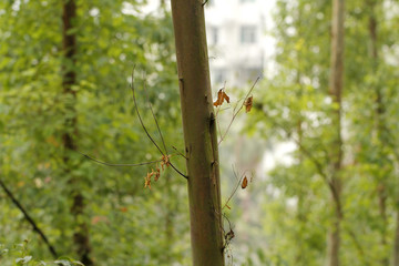枯樹