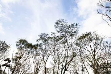 樹枝
