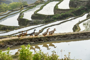 梯田