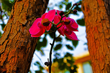 蝴蝶蘭花