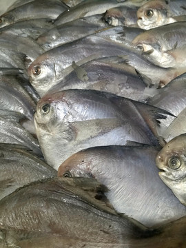 海魚