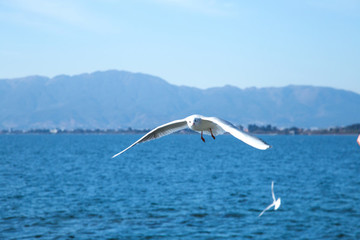 海鷗