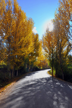 秋葉公路