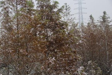 雪天楠木樹林