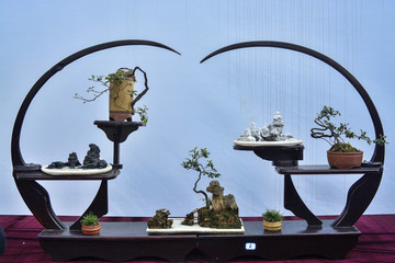 精美盆景盆栽