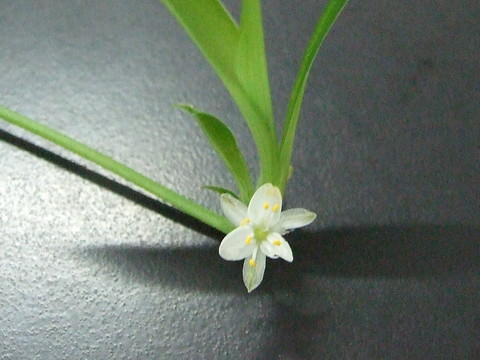 蘭花特寫
