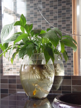 水培植物