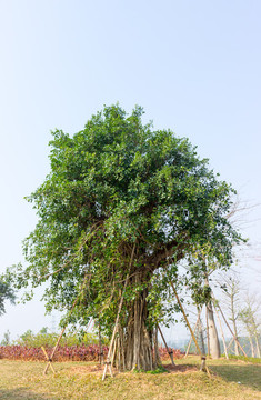 小葉榕圖片