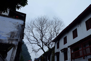 樹房子