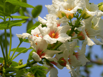 文冠果花