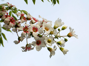 文冠果花