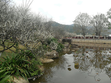 蘿崗香雪公園