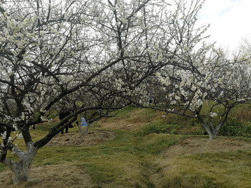 蘿崗香雪公園
