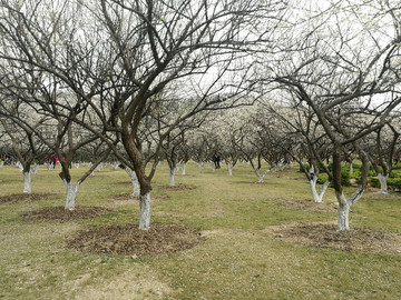 蘿崗香雪公園