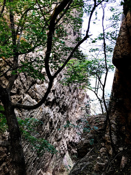梨木臺風(fēng)景