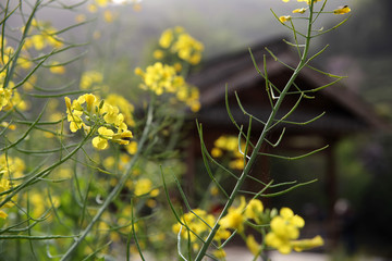 春光