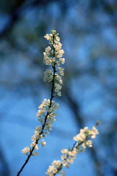 李花朵朵開(kāi)