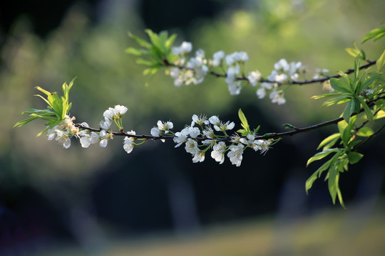 李花朵朵開(kāi)