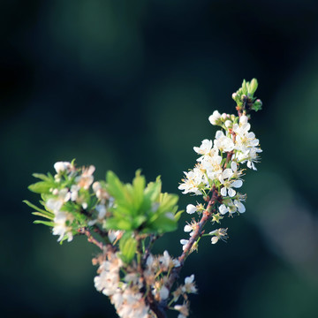 李花朵朵開