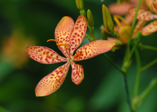 花卉