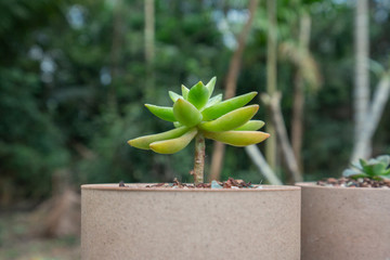 銘月多肉植物