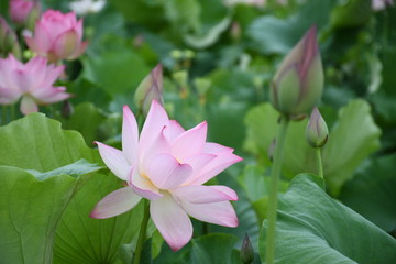 盛開的蓮花