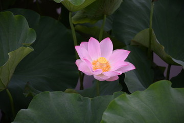 夏日荷花