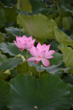 漂亮荷花