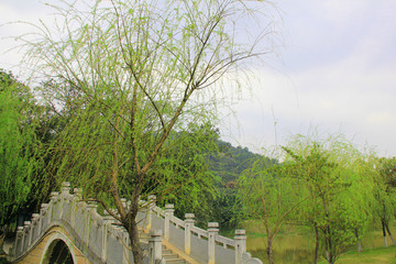 柳樹